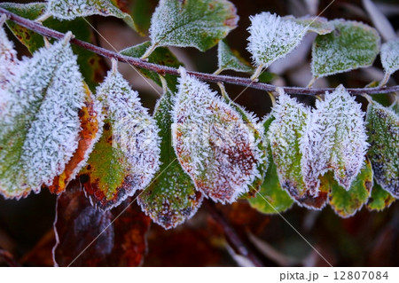 霜のついた紅葉の葉ーFrost on Autumn Leaves 霜のついた紅葉の葉ーFrost on Autumn Leaves 12807084