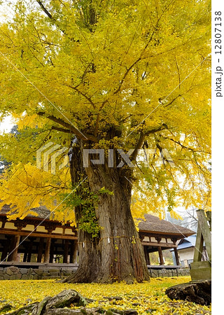 長床と大イチョウ 長床と大イチョウ 12807138