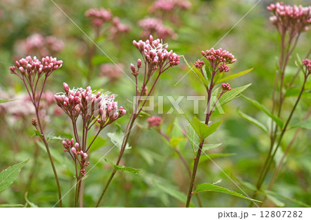 植物・フジバカマ　キク科 12807282