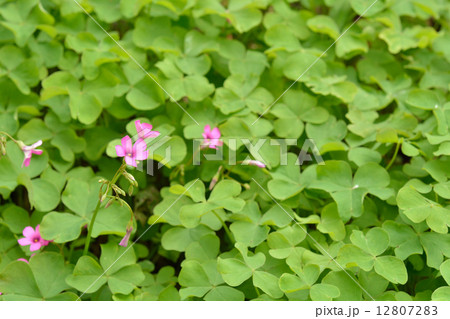 植物・アカカタバミ カタバミ科 植物・アカカタバミ カタバミ科 12807283