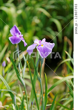 堀切菖蒲園の紫色の花菖蒲 堀切菖蒲園の紫色の花菖蒲 12807303