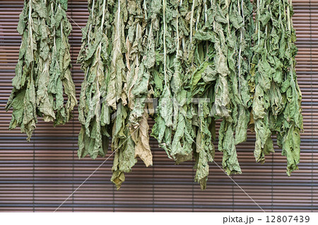 干し大根菜っ葉 干し大根菜っ葉 12807439