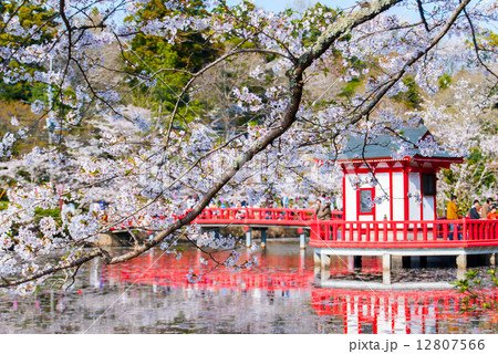 茂原公園 満開の桜 千葉県茂原市 の写真素材