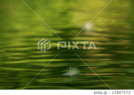 さがりばな 12807572