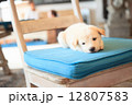 椅子で寝る子犬 12807583