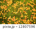 京都のもみじ 12807596
