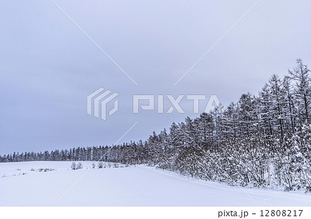 美瑛の雪景色 12808217