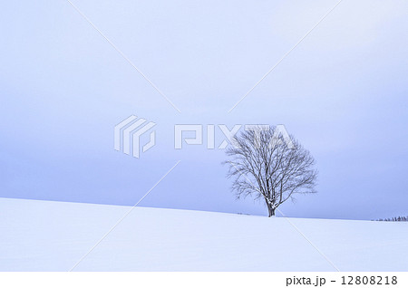 美瑛の雪景色 12808218
