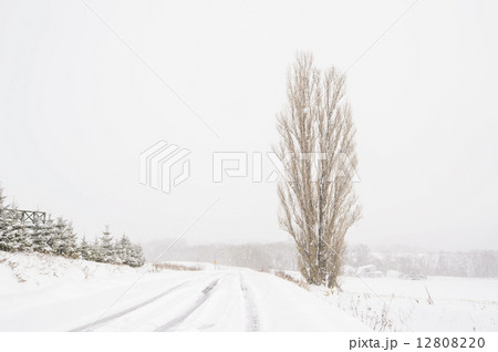 美瑛の雪景色 12808220