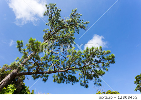 南国の松の木、リュウキュウマツ 12808455