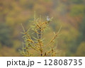 黄葉のカラマツとツグミ 12808735