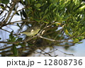 トベラにとまるキタヤナギムシクイ 12808736