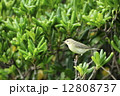 枝にとまるキタヤナギムシクイ 12808737