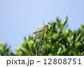 ガをくわえたキタヤナギムシクイ 12808751