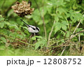 秋のエナガ 12808752