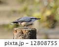 足踏みするゴジュウカラ 12808755