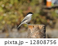 杭にとまるコガラ 12808756