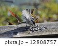 ヒマワリの種を食べるコガラ 12808757