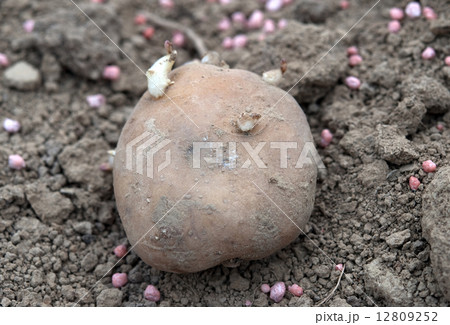potato in earth potato in earth 12809252
