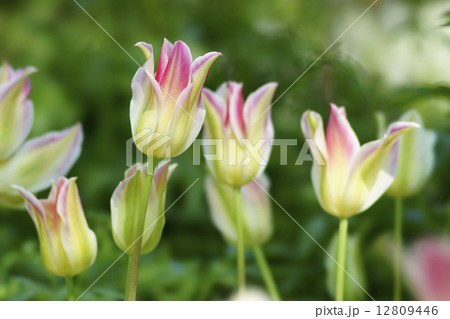 チューリップ チューリップ 12809446