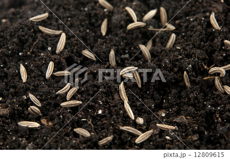 seeds of cumin 12809615