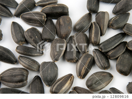 seed sunflower seed sunflower 12809616