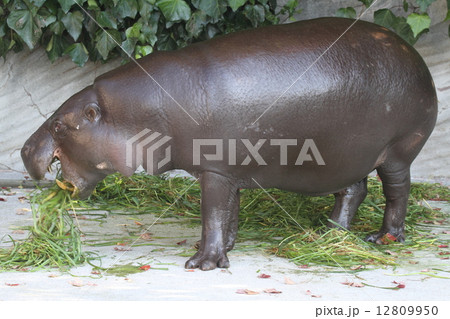世界の四大珍獣 コビトカバ 世界の四大珍獣 コビトカバ 12809950