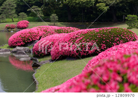 六義園の鮮やかなピンク色のサツキの花 六義園の鮮やかなピンク色のサツキの花 12809970
