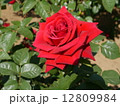 薔薇 12809984