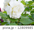 薔薇 12809985
