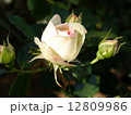 薔薇 12809986