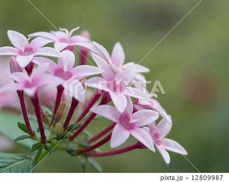 可愛い桃色のペンタス 12809987