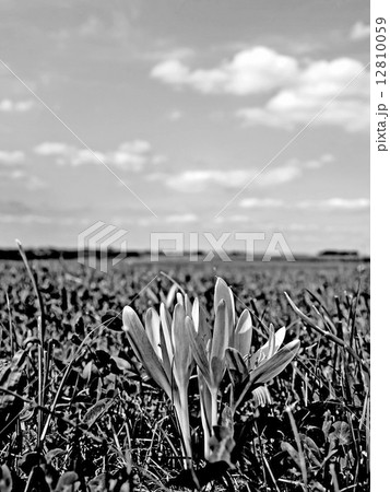 saffron blooming 12810059