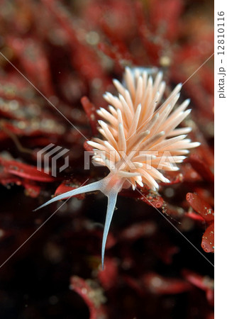 サクラミノウミウシ 12810116