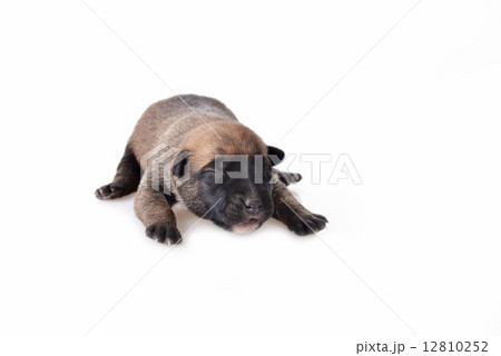 Cute  puppy 12810252