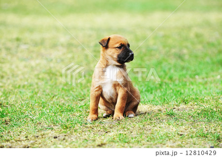 puppy belgian shepherd malinois puppy belgian shepherd malinois 12810429