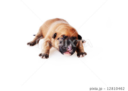 Cute  puppy 12810462