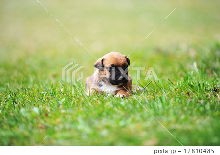 puppy belgian shepherd malinois 12810485