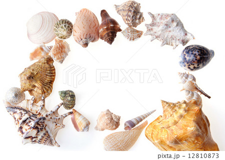 sea shells sea shells 12810873