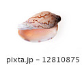 sea shell 12810875