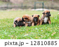 puppies belgian shepherd malinois 12810885