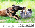 dog  with puppies 12810886