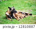 female dog  with puppies 12810887
