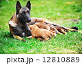 female dog  with puppies 12810889