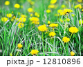 yellow dandelions 12810896