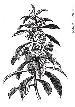 Garden Balsam Vintage Engravingのイラスト素材 Garden Balsam Vintage Engravingのイラスト素材