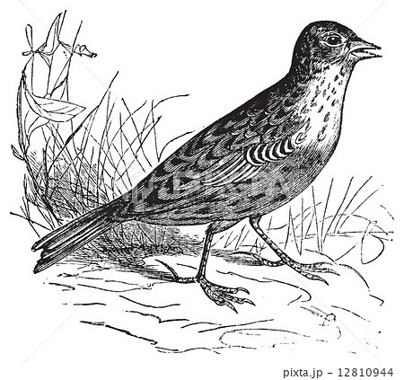 Skylark or Alauda arvensis vintage engraving. Skylark or Alauda arvensis vintage engraving. 12810944