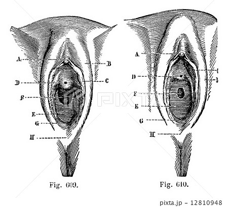 VULVA 