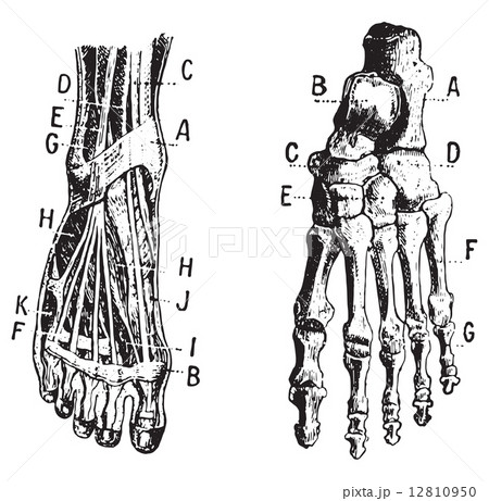 Foot, Fig 1. Muscles, Fig 2. Skeleton, vintage engraving. 12810950