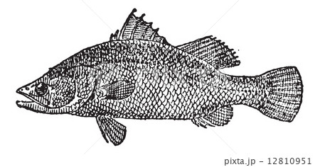 Variola or Variola sp., vintage engraving 12810951